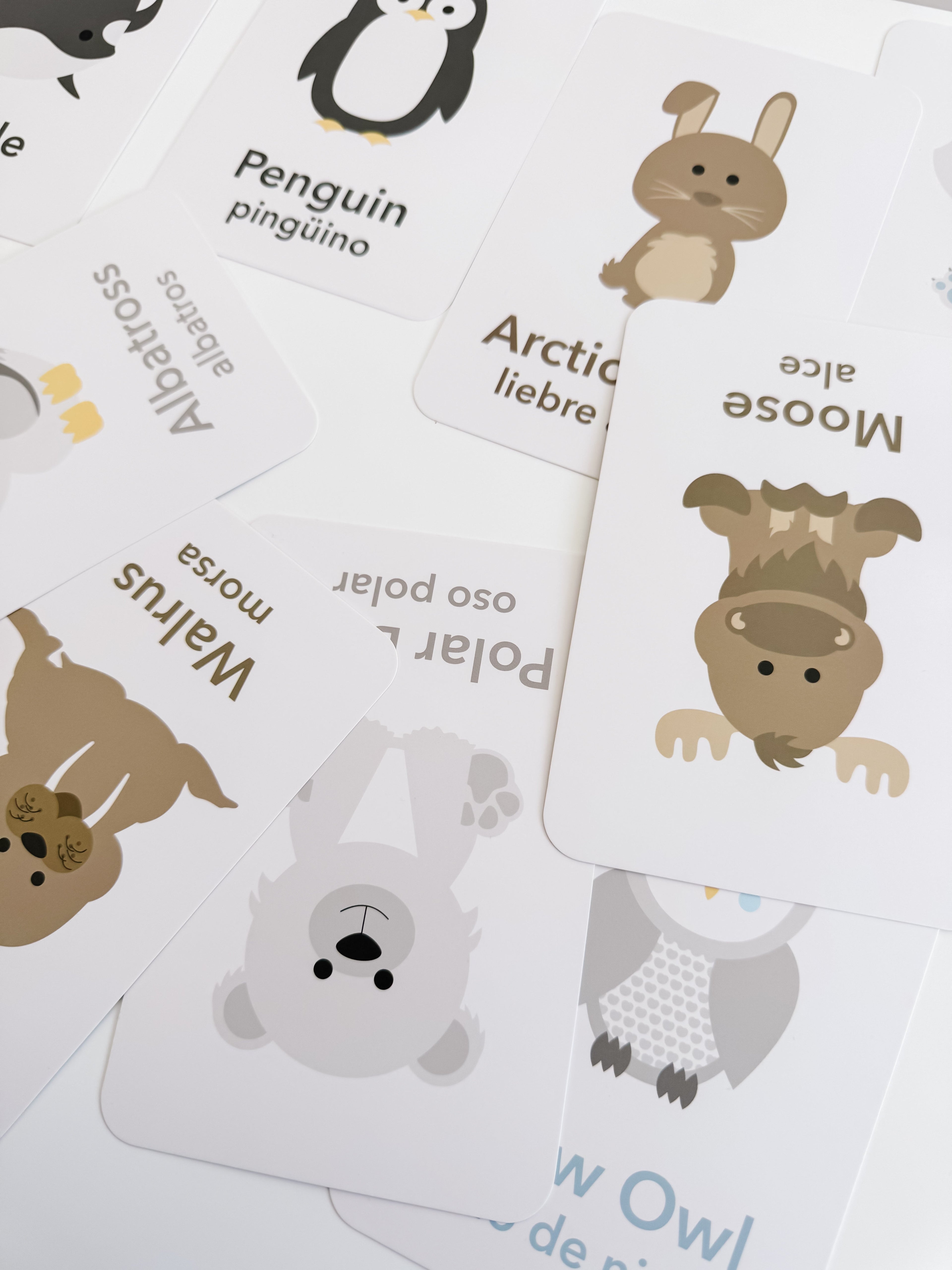 arctic-animals-flashcards-Gift-Baby-Toys-24