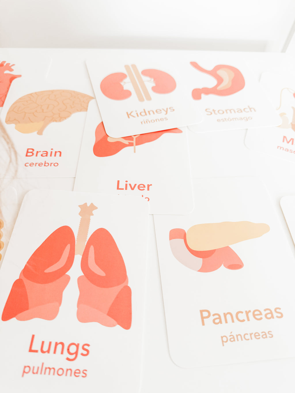 organs-flashcards-Gift-Baby-Toys-10