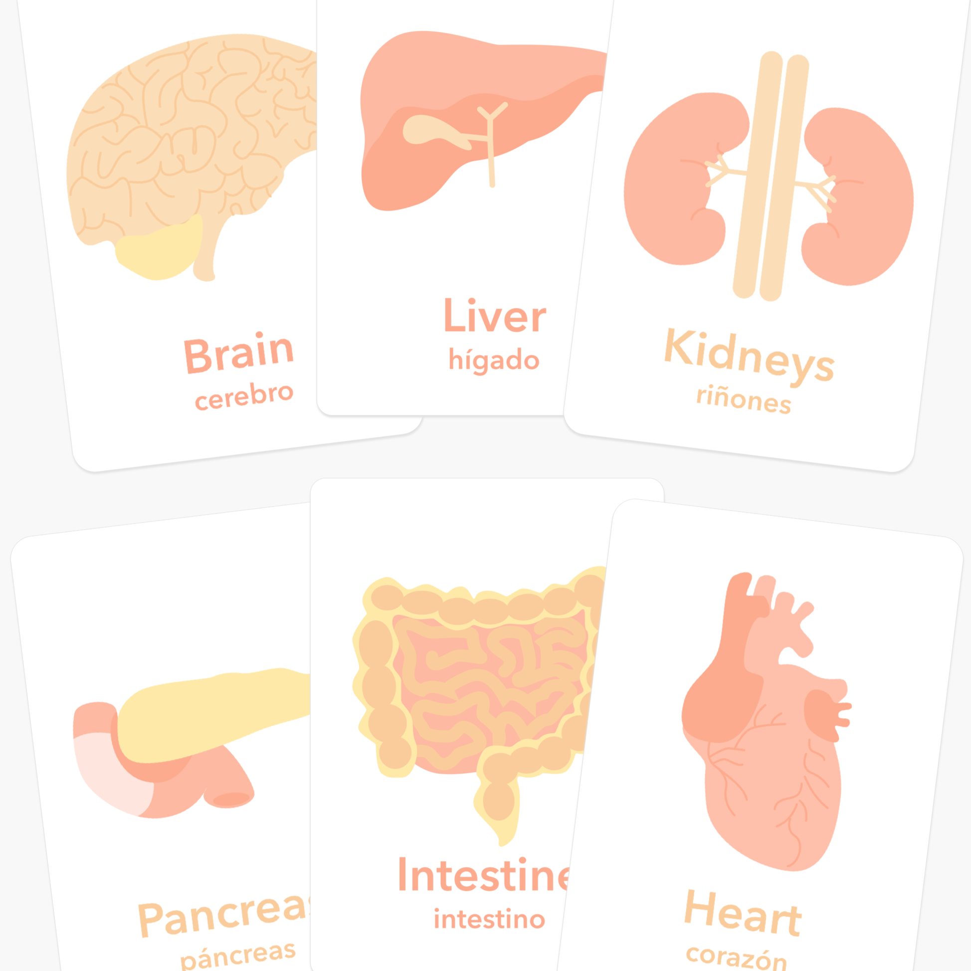 organs-flashcards-Gift-Baby-Toys-1