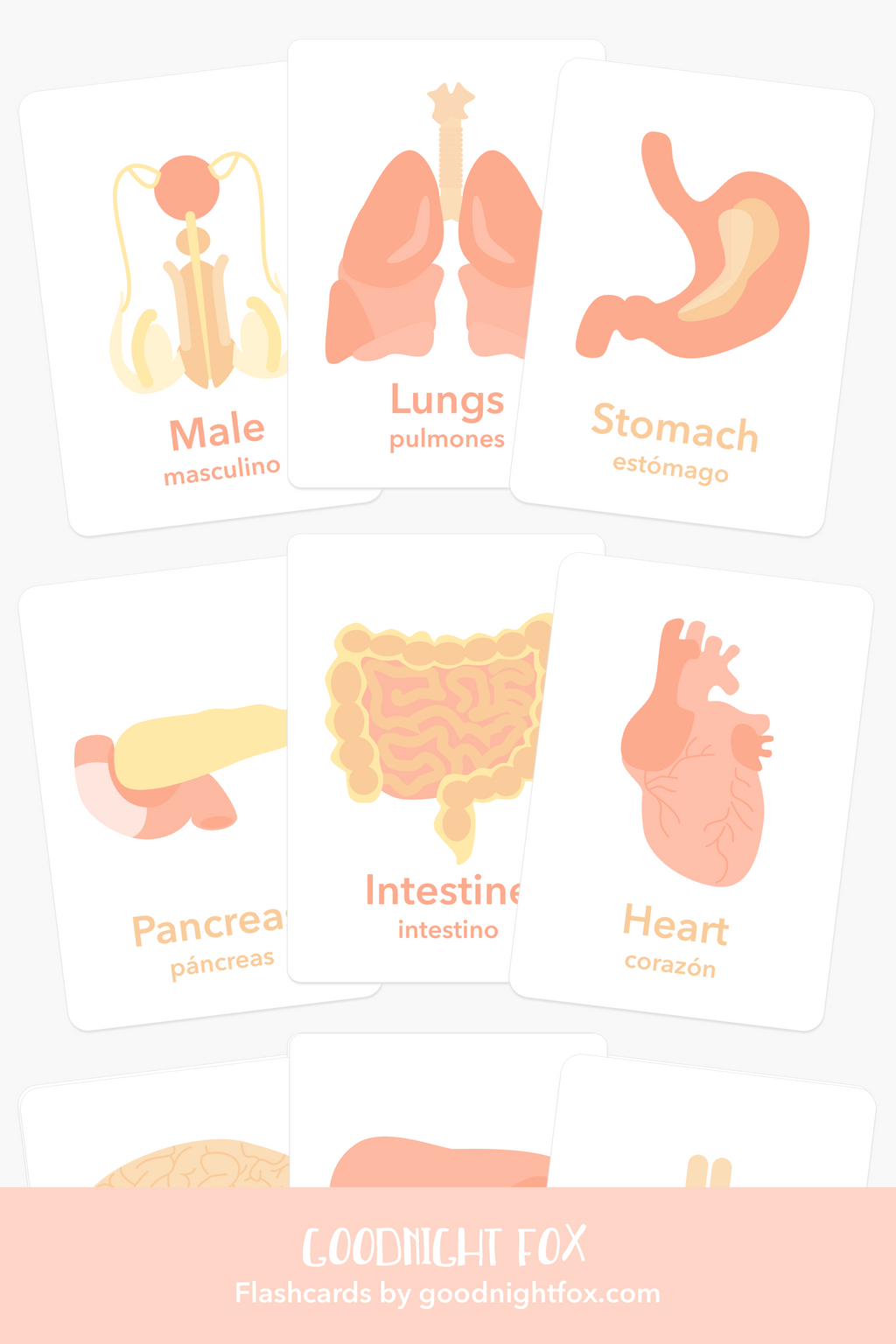 organs-flashcards-Gift-Baby-Toys-2