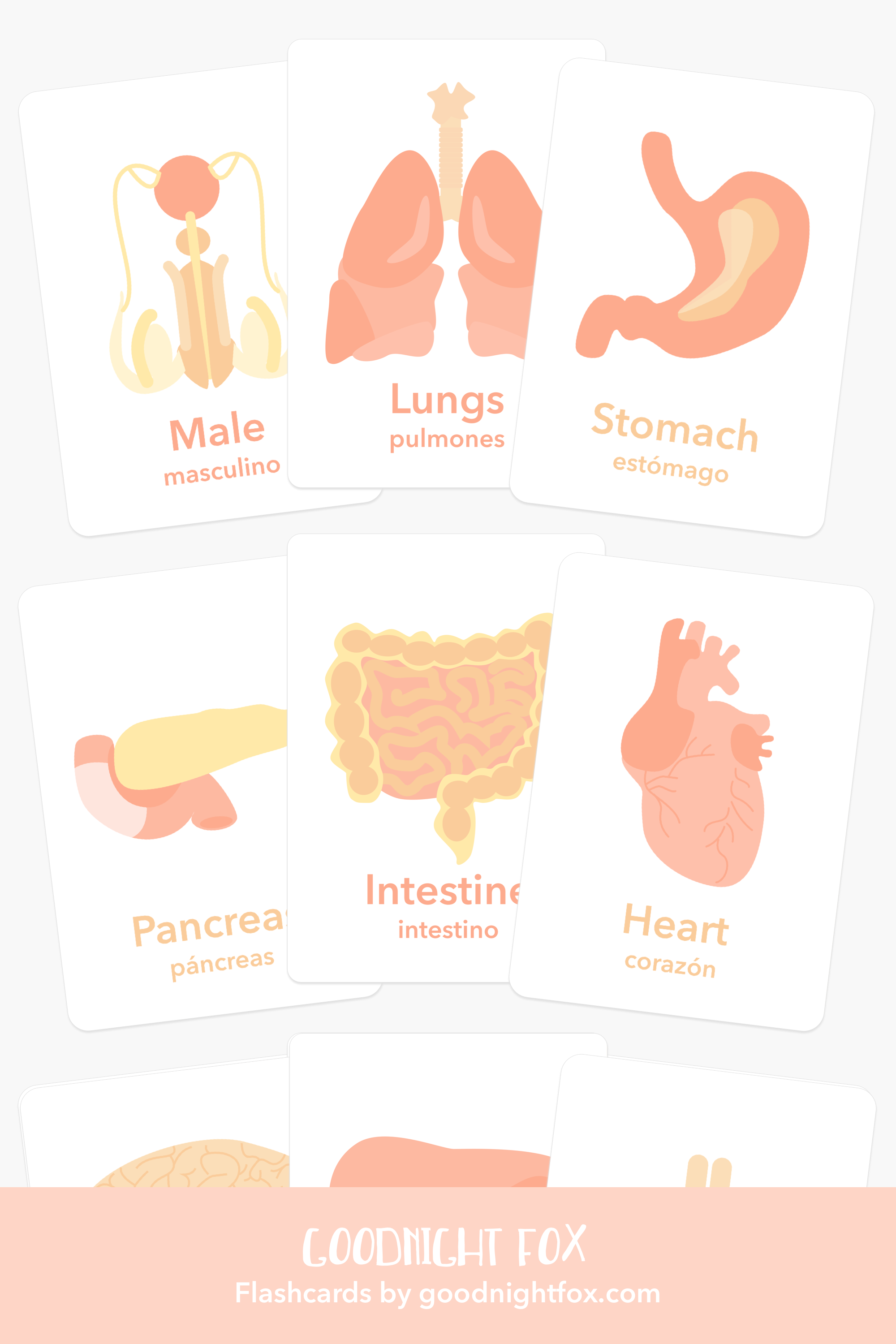 organs-flashcards-Gift-Baby-Toys-2