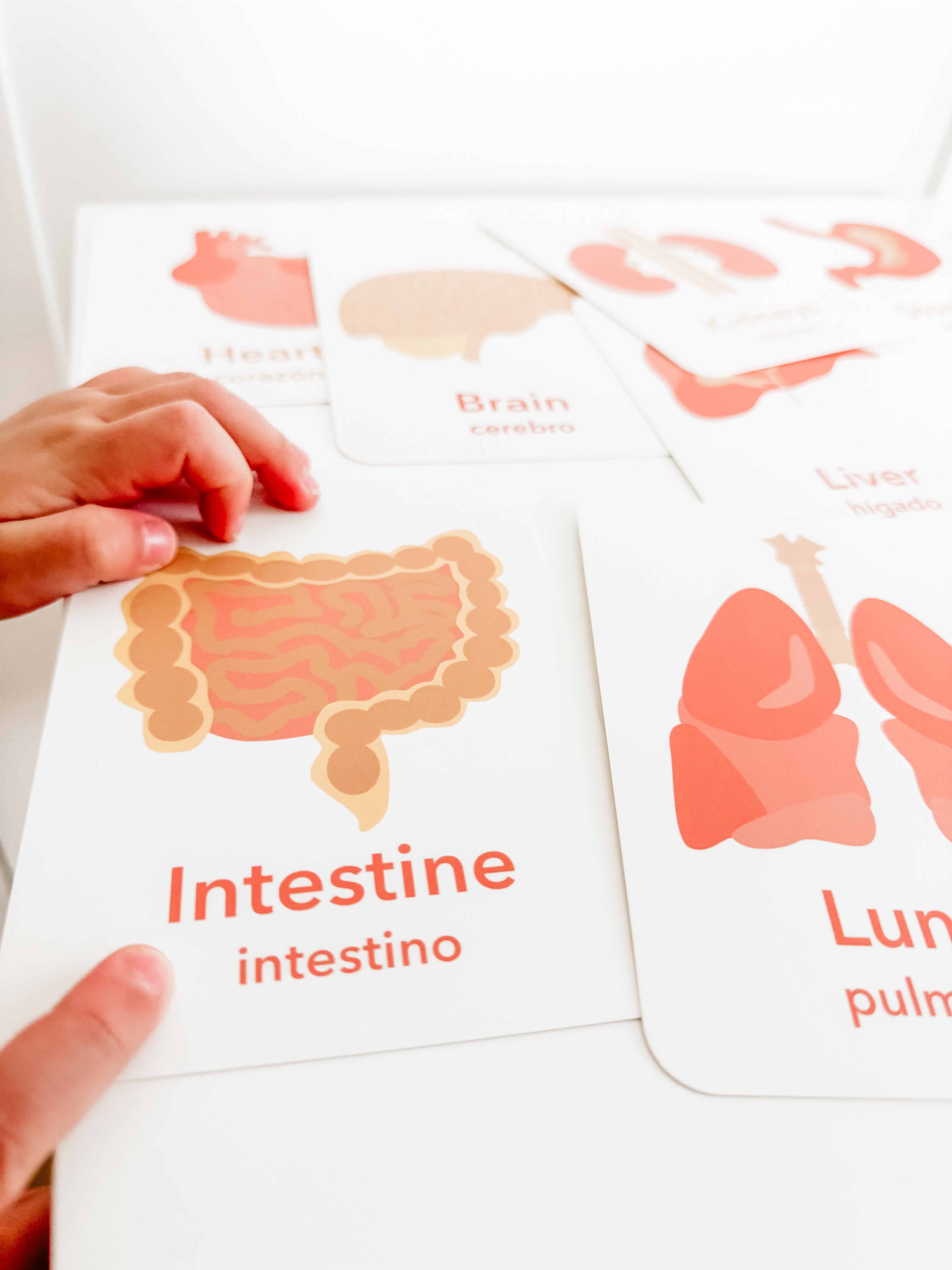 organs-flashcards-Gift-Baby-Toys-5