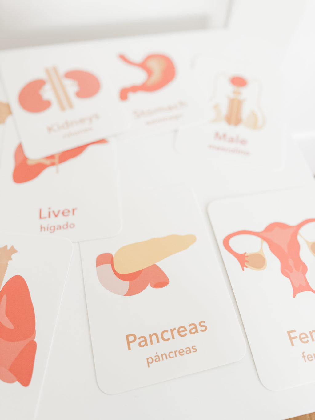 organs-flashcards-Gift-Baby-Toys-4