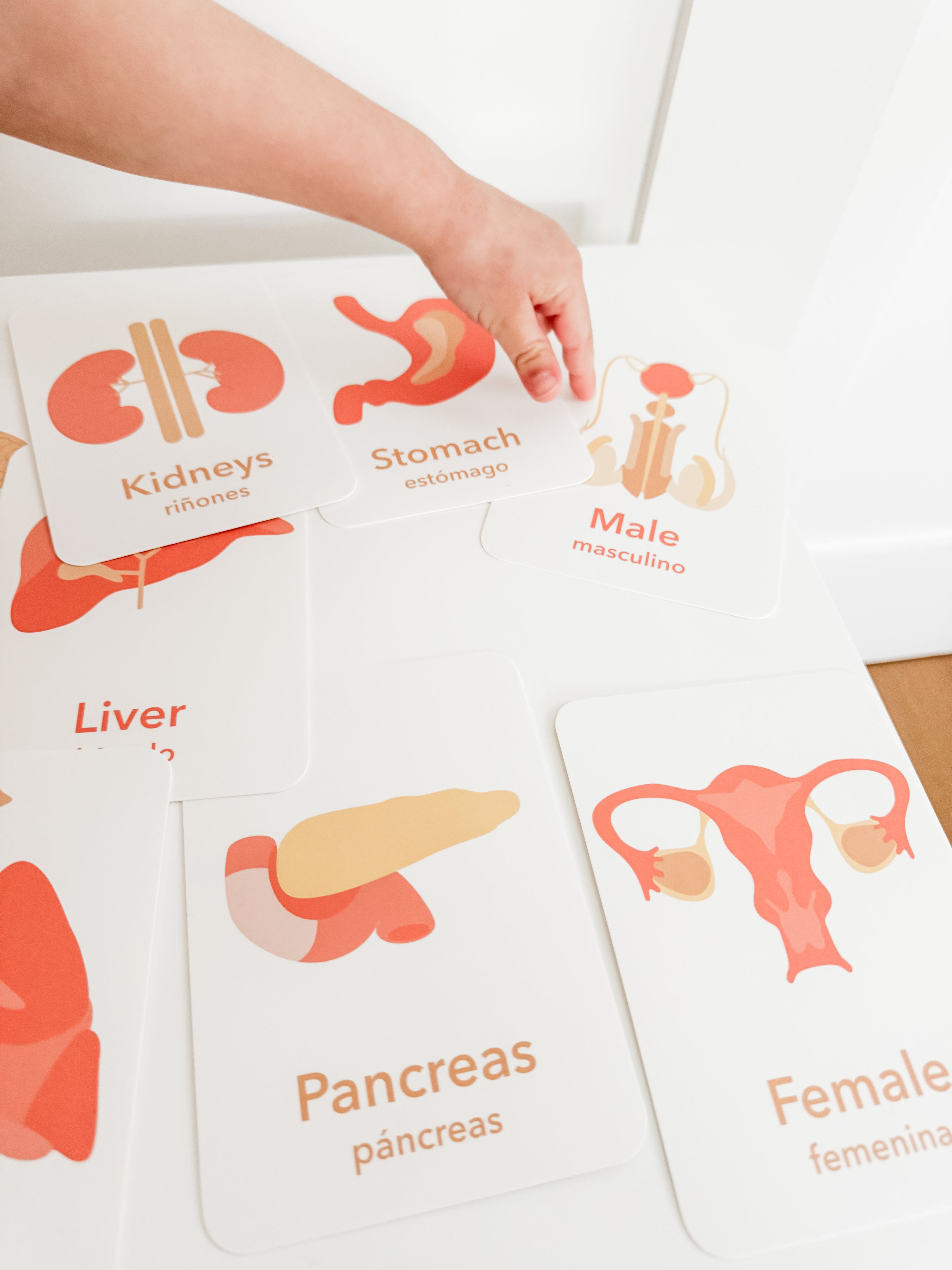 organs-flashcards-Gift-Baby-Toys-11