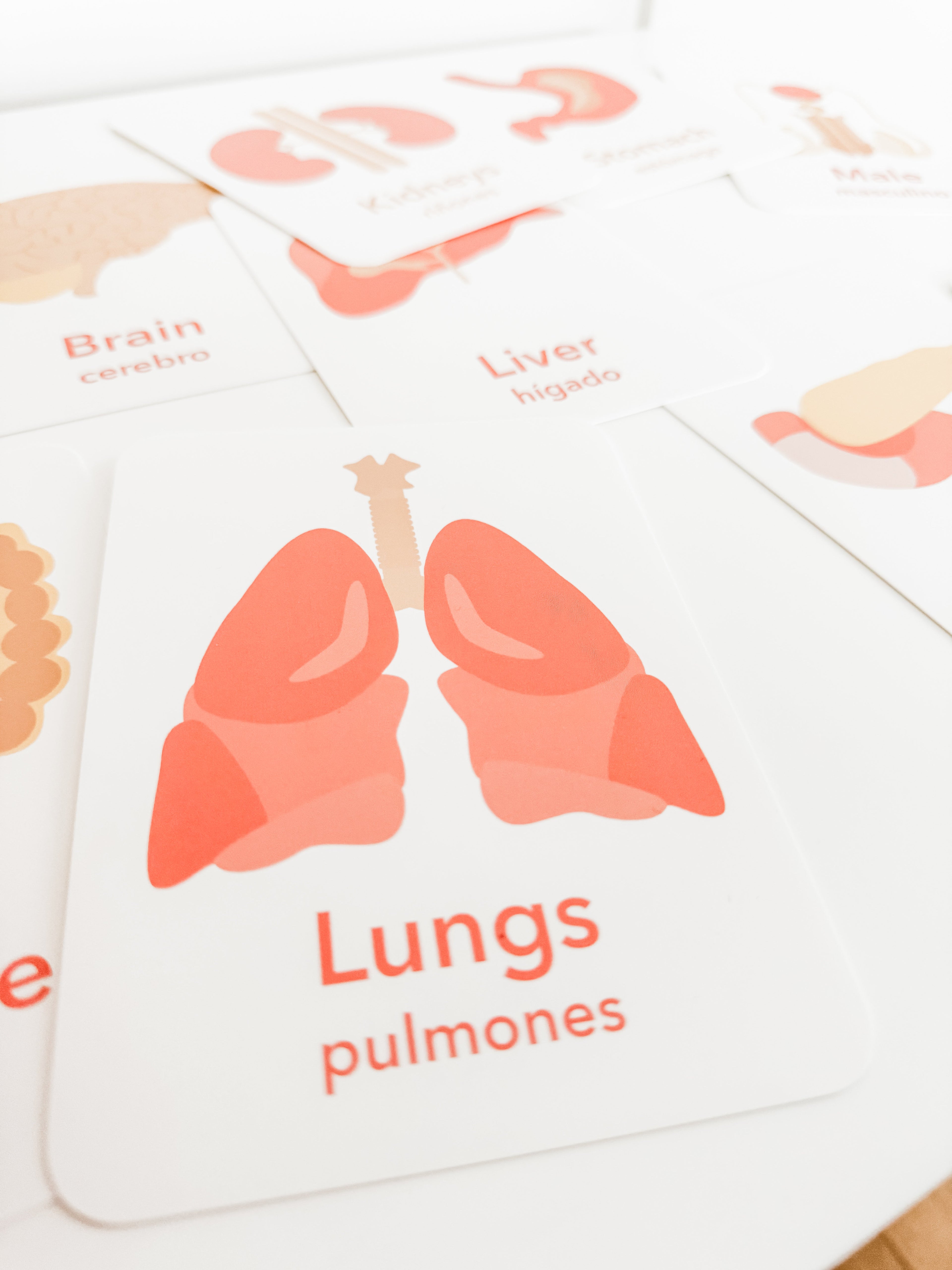 organs-flashcards-Gift-Baby-Toys-6