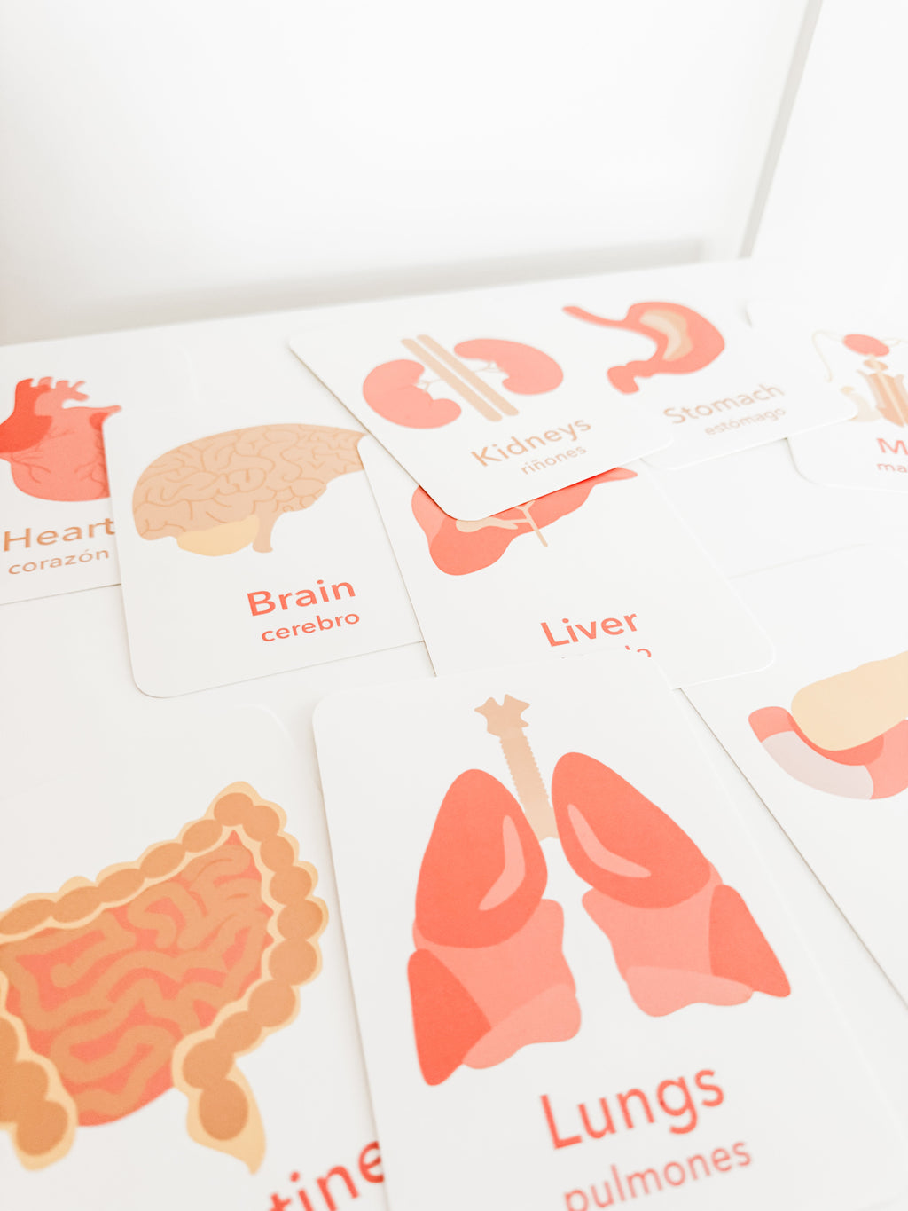 organs-flashcards-Gift-Baby-Toys-9
