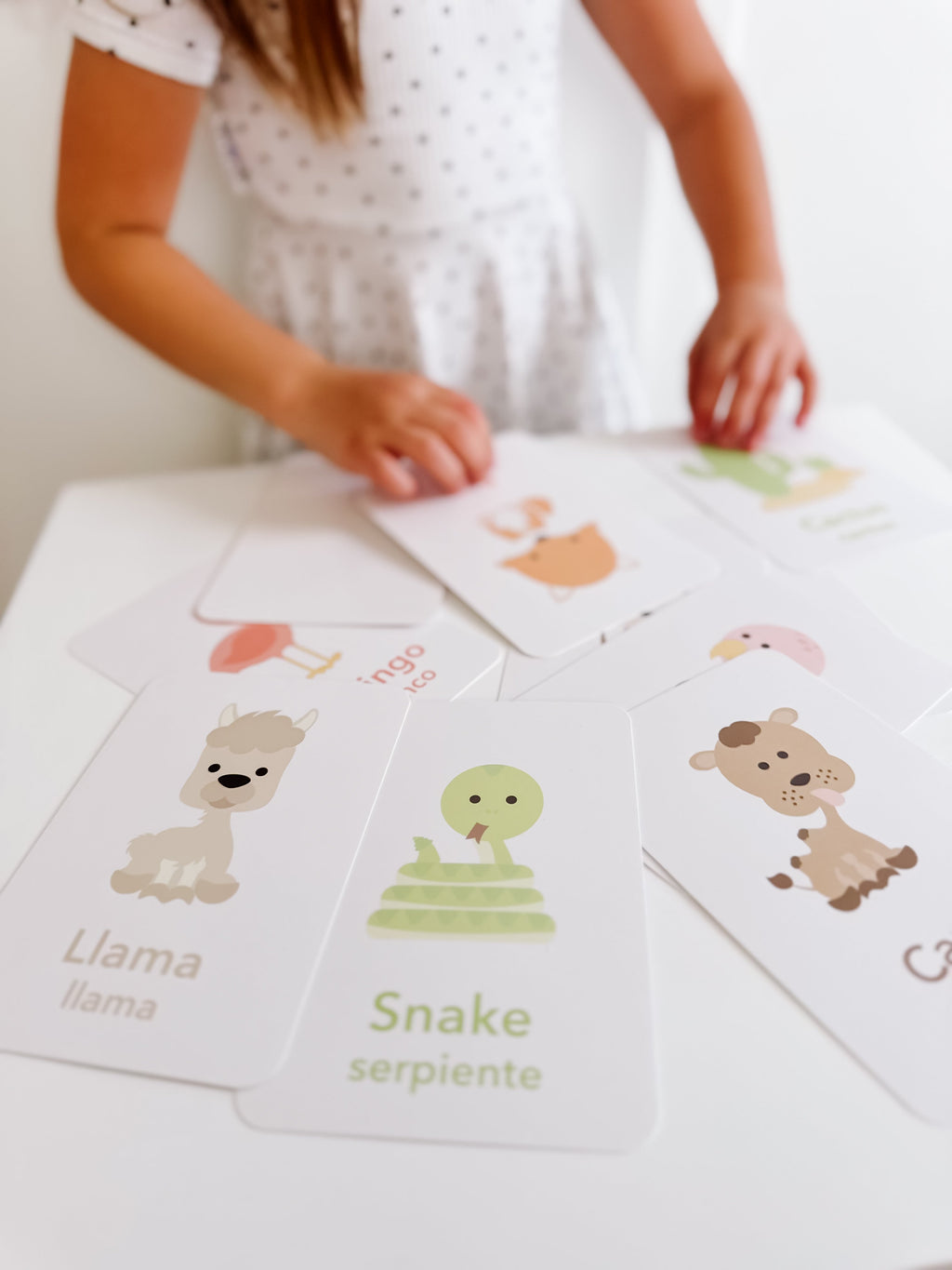 desert-animal-flashcards-Gift-Baby-Toys-16