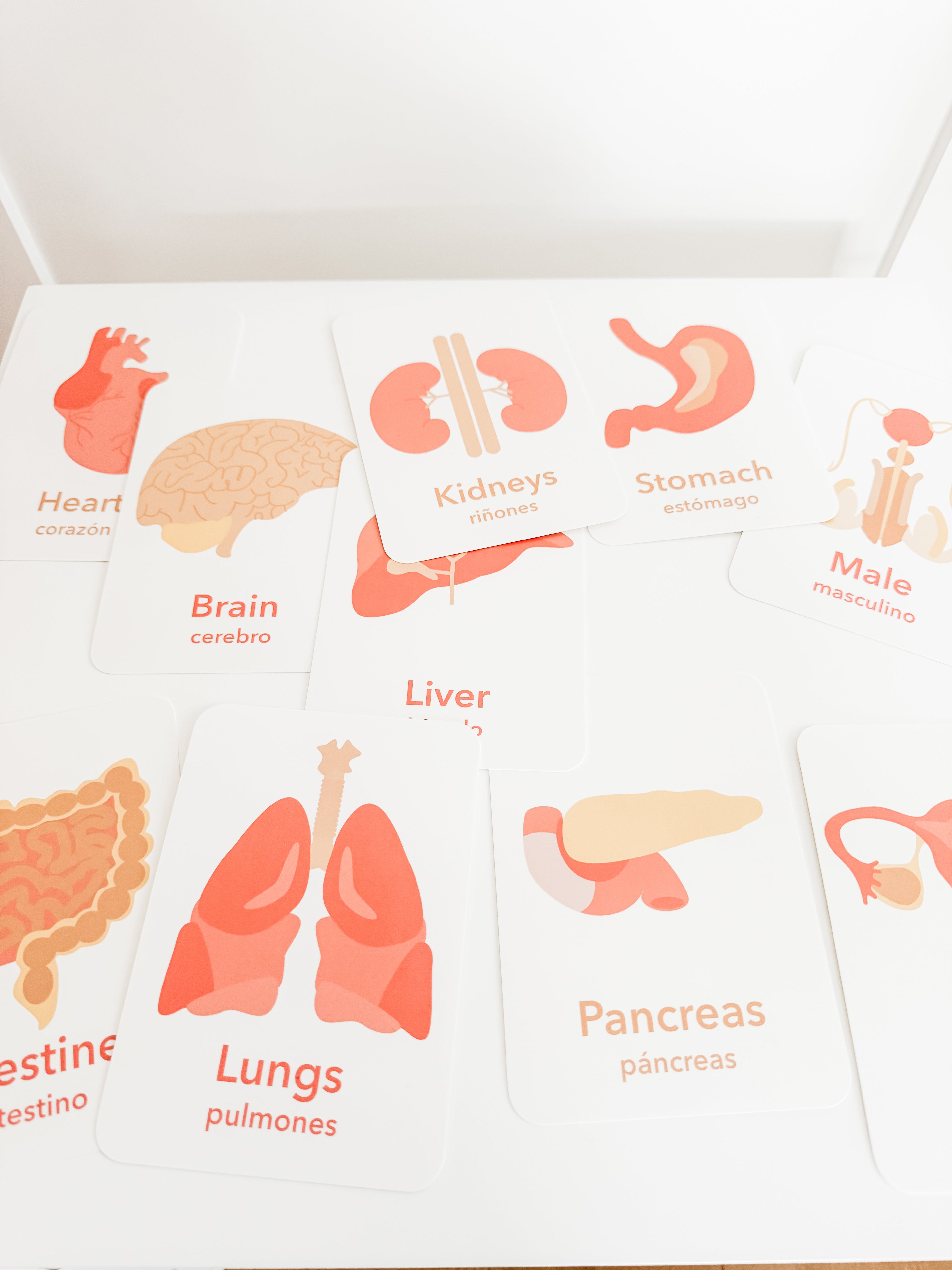 organs-flashcards-Gift-Baby-Toys-7