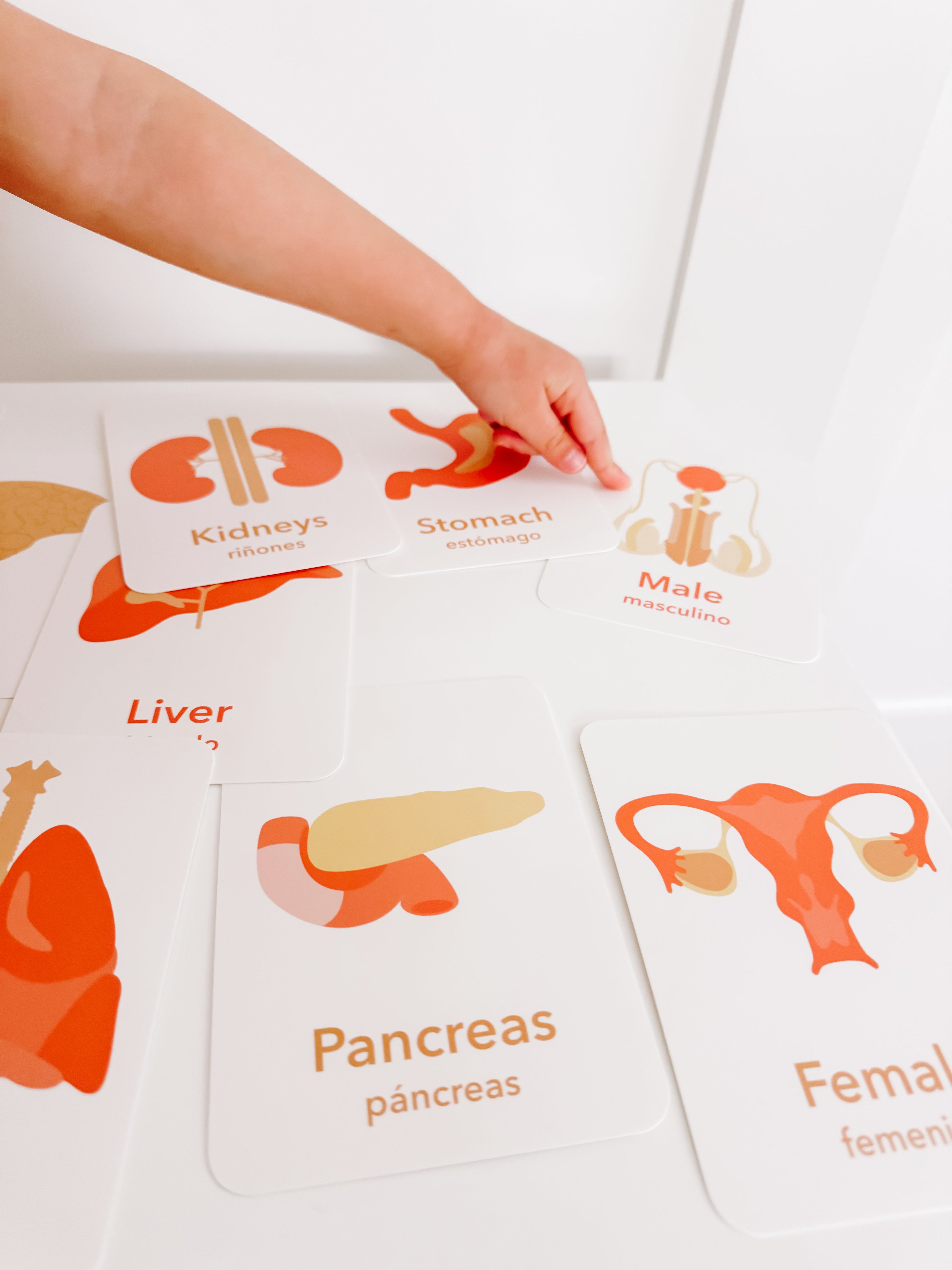 organs-flashcards-Gift-Baby-Toys-12