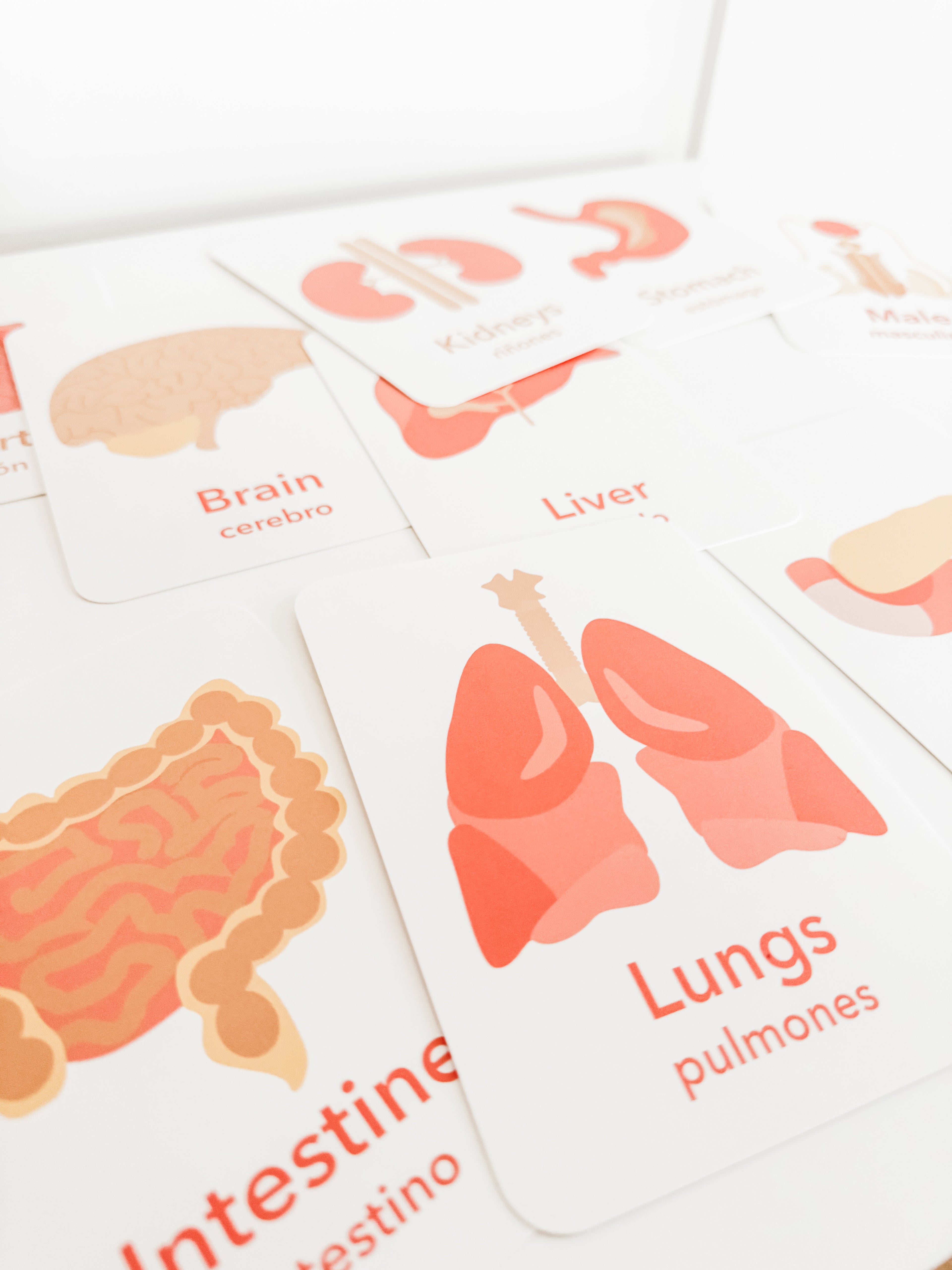 organs-flashcards-Gift-Baby-Toys-8
