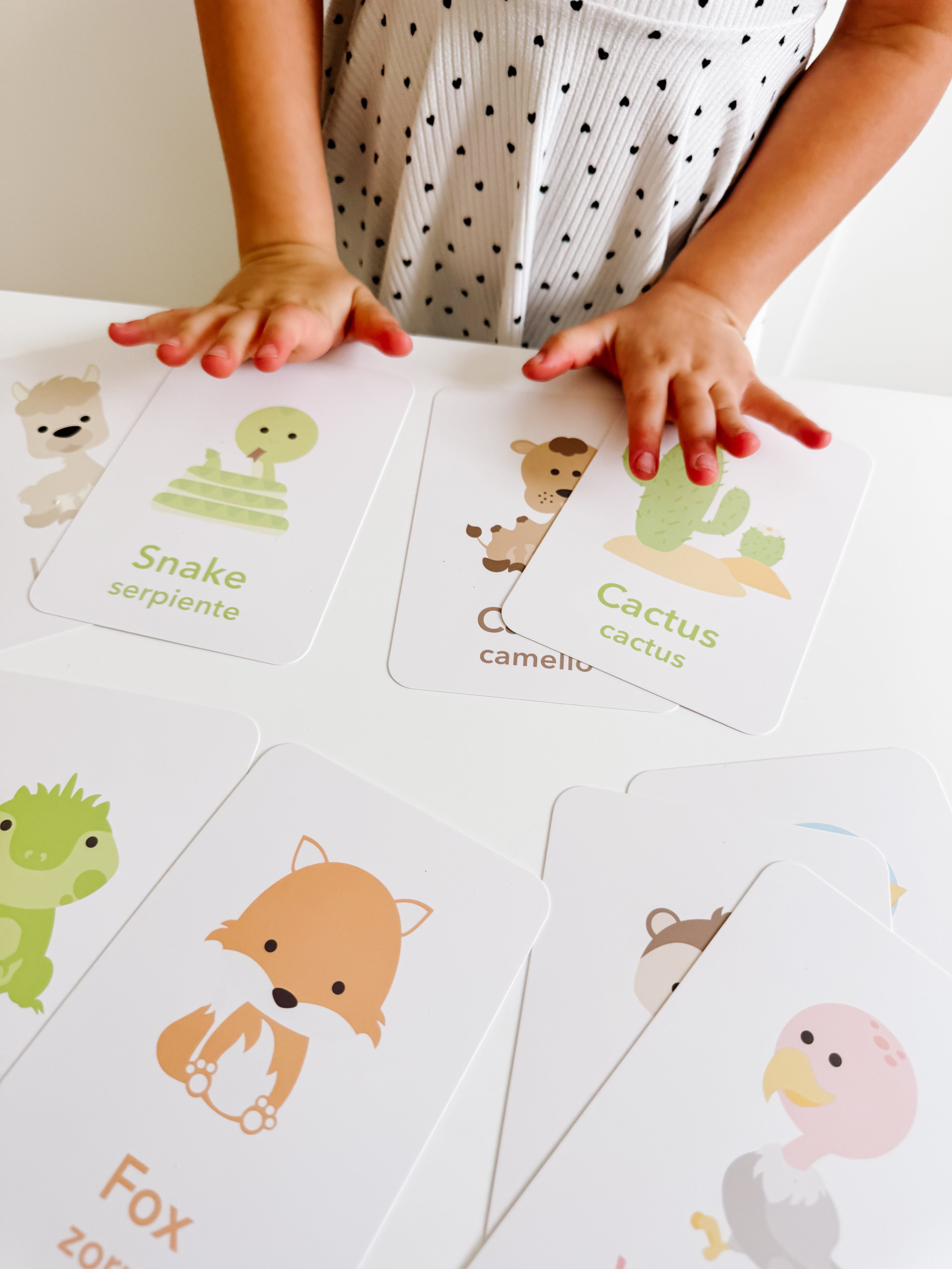desert-animal-flashcards-Gift-Baby-Toys-10